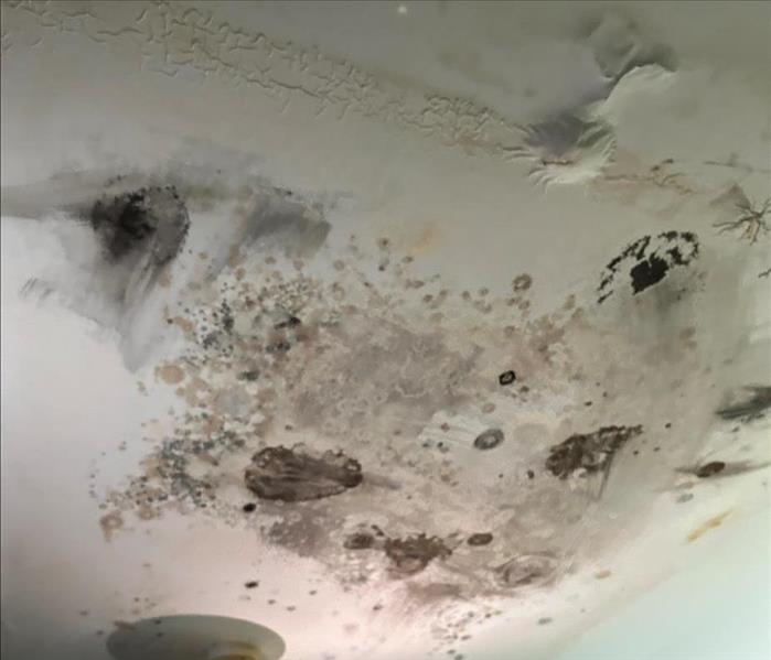 mold on ceiling