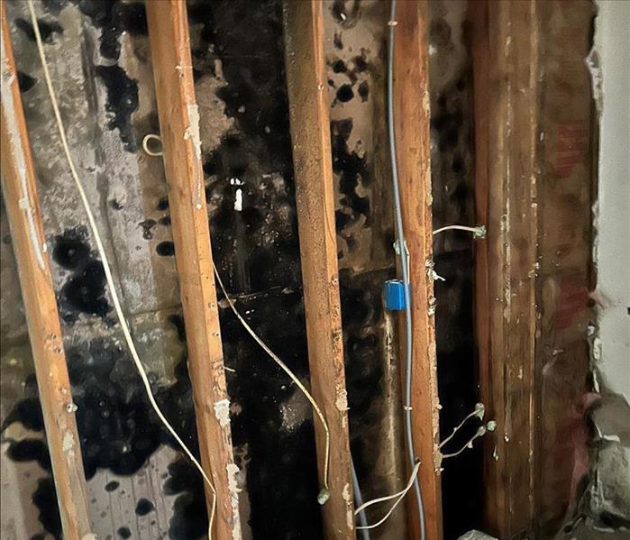 mold underneath drywall